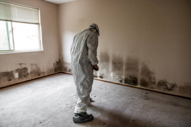 Best Black Mold Remediation in Trinity, FL