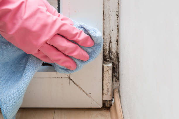 Best Crawl Space Mold Remediation in Trinity, FL